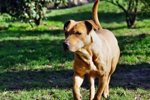 Xena, female Bull Terrier for adoption at Fondation Brigitte Bardot, Paris