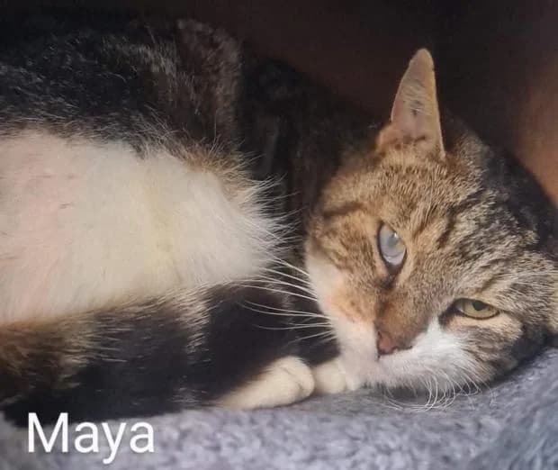 Maya, Mixed Breed (Fondation Brigitte Bardot)