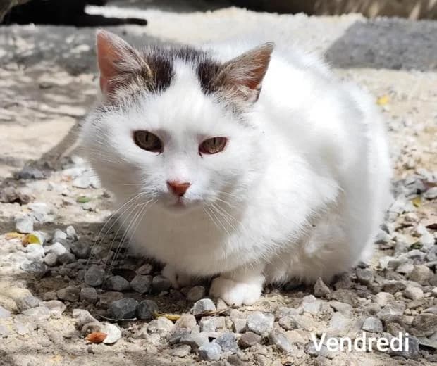 Vendredi, European Shorthair (Fondation Brigitte Bardot)