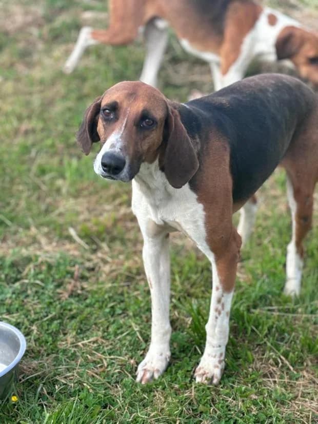 Richelieu, Mixed Breed (Fondation Brigitte Bardot)