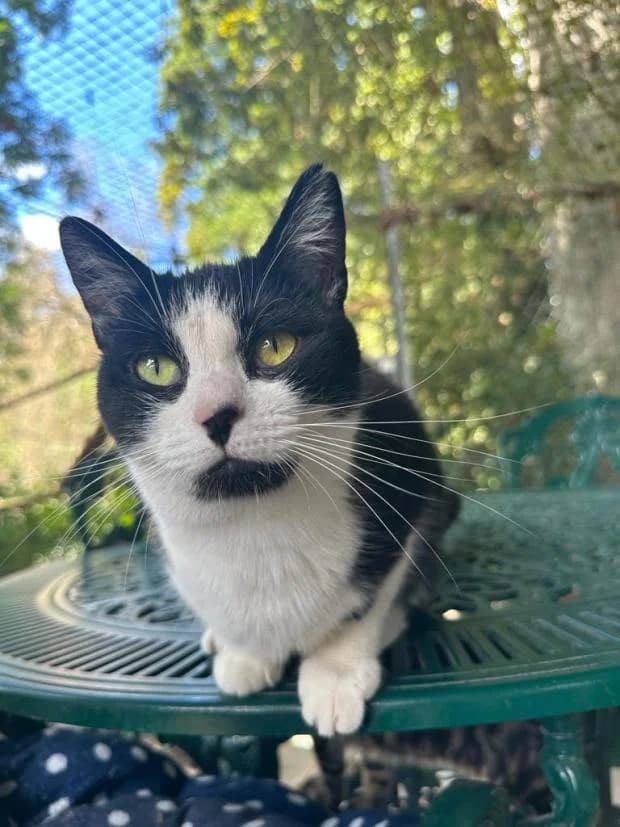 Josephine, Mixed Breed (Fondation Brigitte Bardot)
