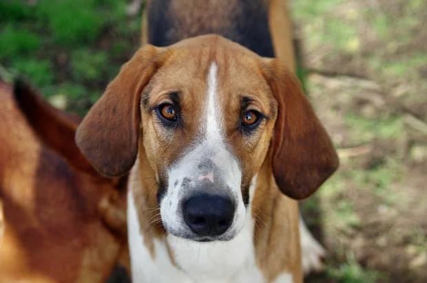 Jager, Mixed Breed (Fondation Brigitte Bardot)