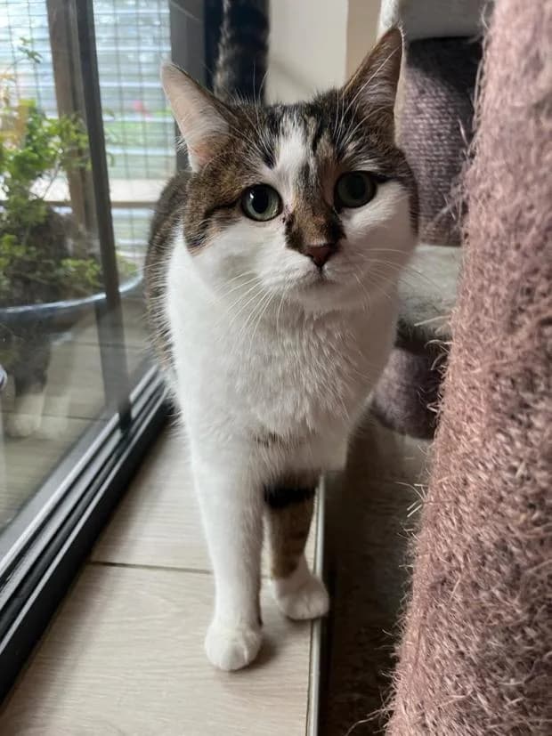 Orak, European Shorthair (Fondation Brigitte Bardot)