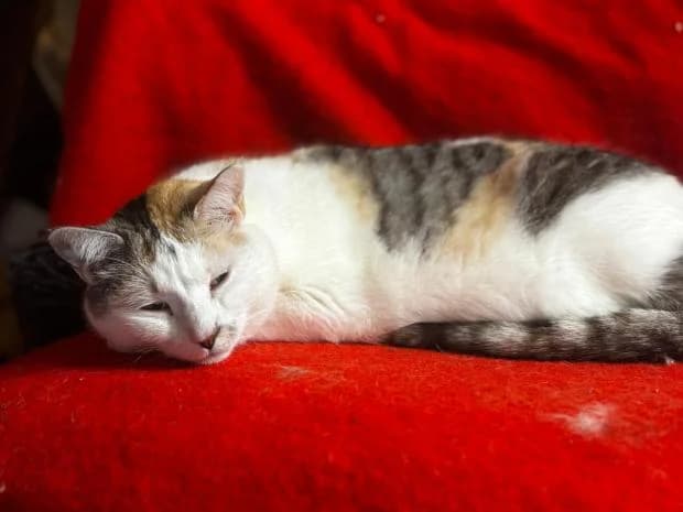 Rachel, female European Shorthair for adoption at Fondation Brigitte Bardot, Paris