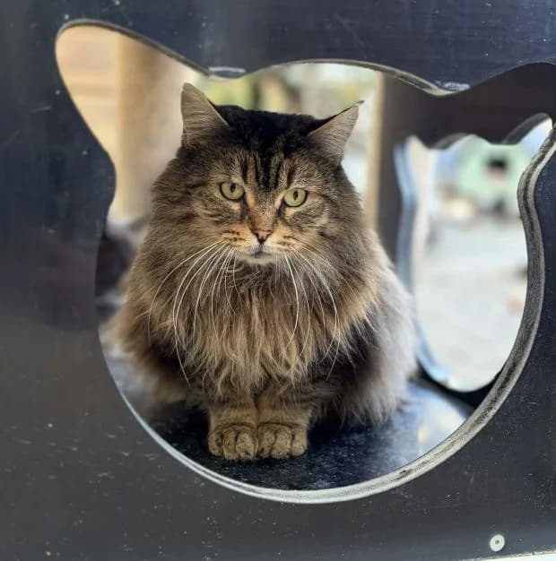 Stargate, European Shorthair (Fondation Brigitte Bardot)