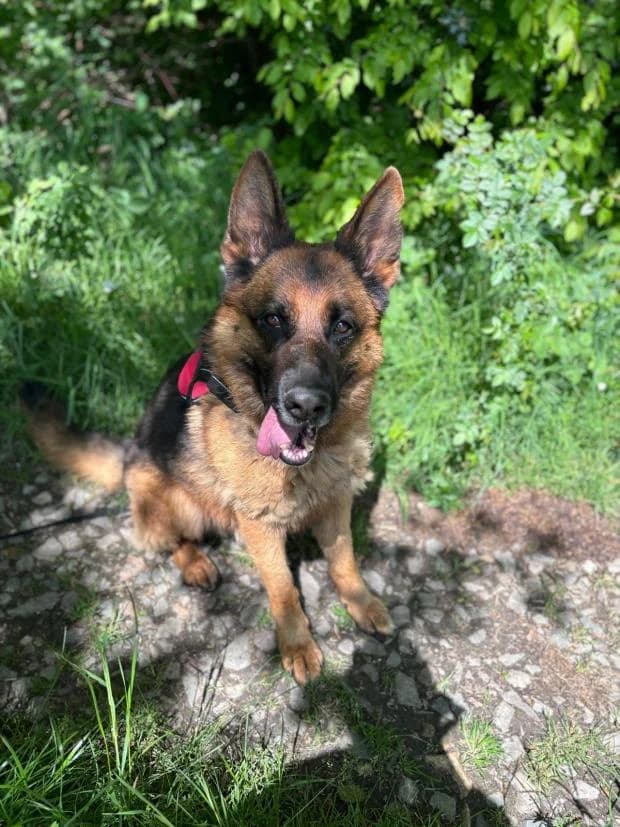 Oslo, Mixed Breed (Fondation Brigitte Bardot)