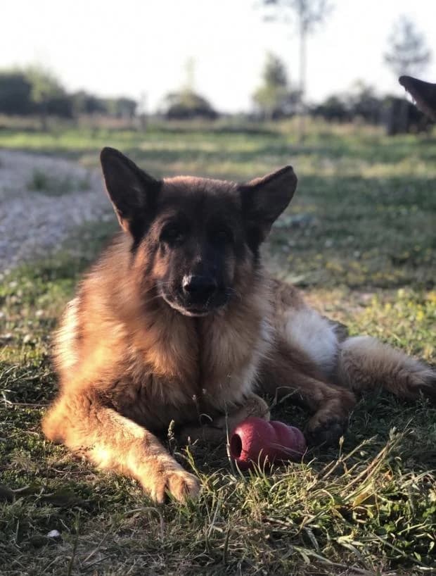 Yaak, male Mixed Breed for adoption at Fondation Brigitte Bardot, Paris