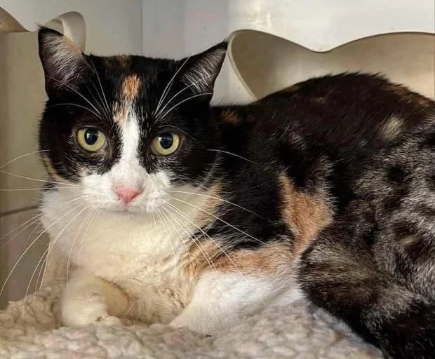 Athena, European Shorthair (Fondation Brigitte Bardot)