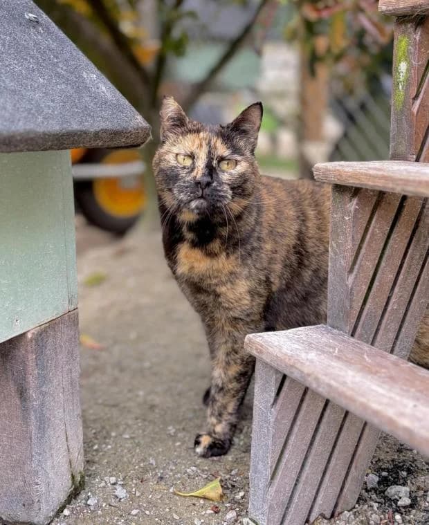 Demeter, European Shorthair (Fondation Brigitte Bardot)
