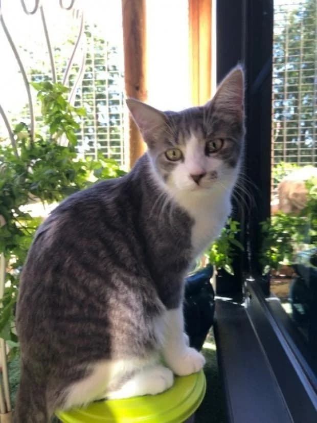 Tresh, European Shorthair (Fondation Brigitte Bardot)