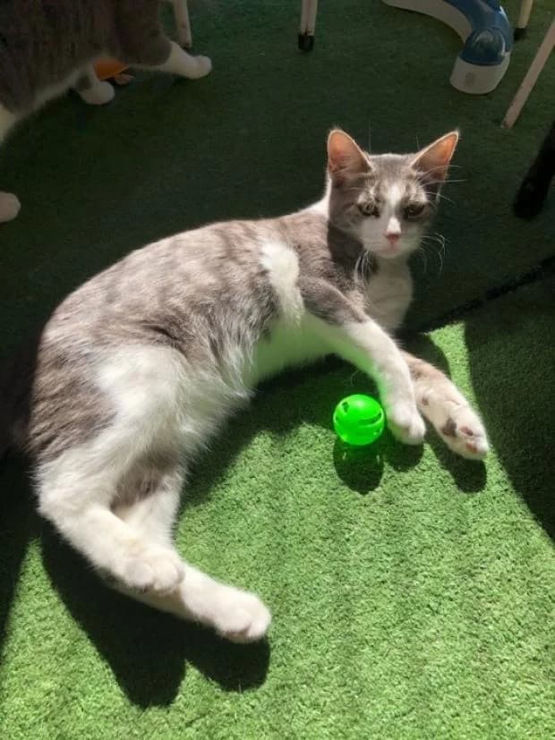 Peeta, male European Shorthair for adoption at Fondation Brigitte Bardot, Paris