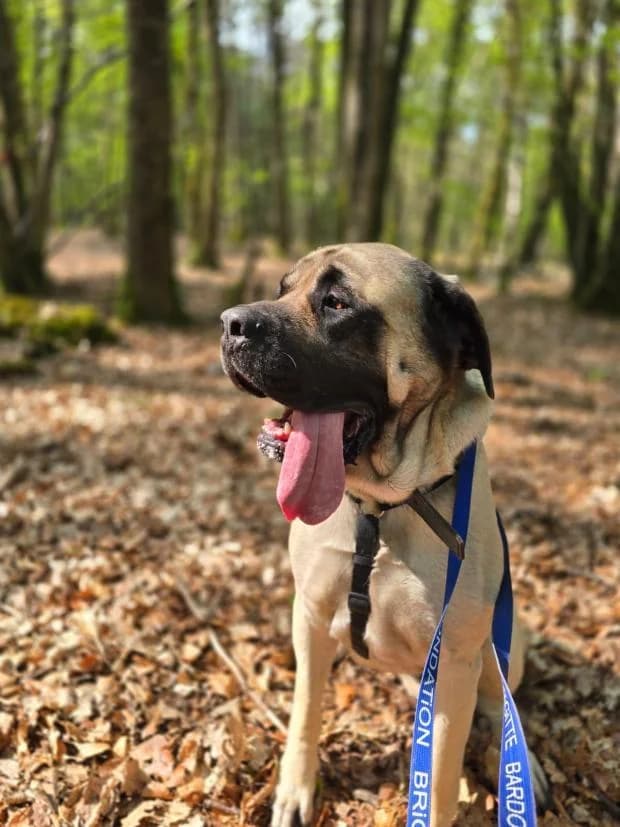 Saya, female Mastiff for adoption at Fondation Brigitte Bardot, Paris