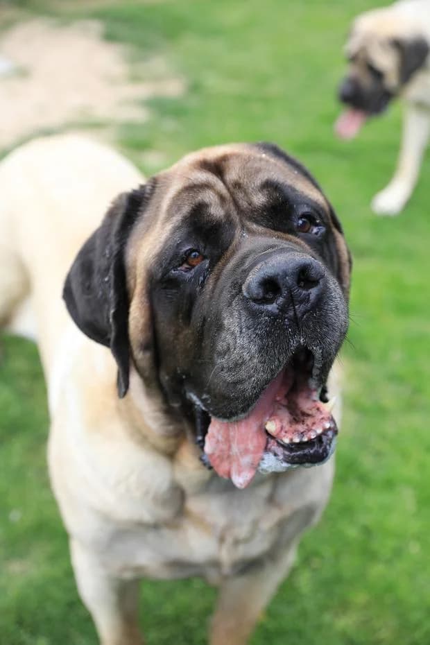 Panoramix, male Mastiff for adoption at Fondation Brigitte Bardot, Paris
