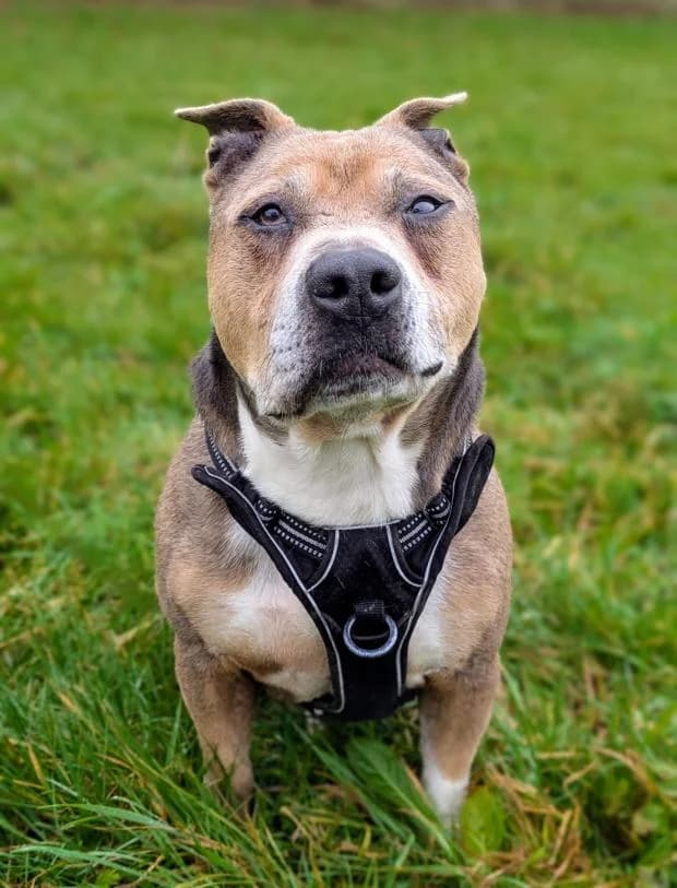 Zion, Mixed Breed (Fondation Brigitte Bardot)