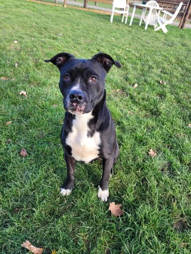 Sora Alias Princesse, Mixed Breed (Fondation Brigitte Bardot)