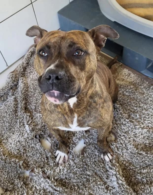 Mia, Mixed Breed (Fondation Brigitte Bardot)