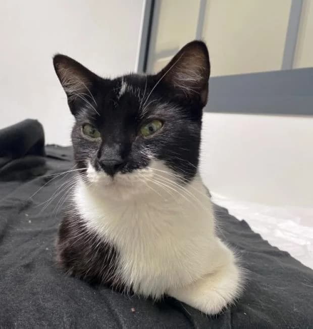 Ella, European Shorthair (Fondation Brigitte Bardot)