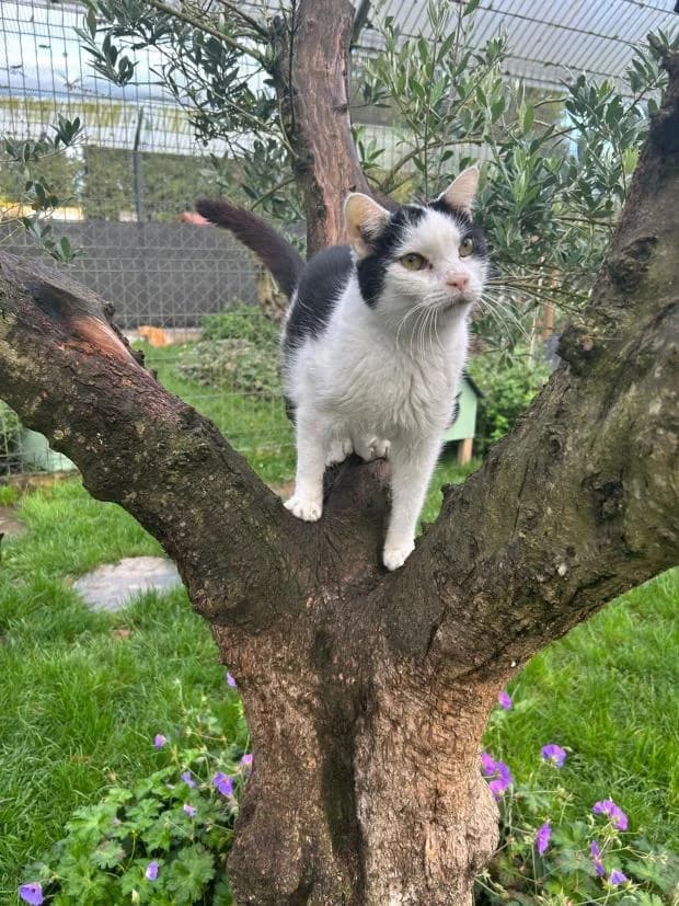 Nana, female European Shorthair for adoption at Fondation Brigitte Bardot, Paris