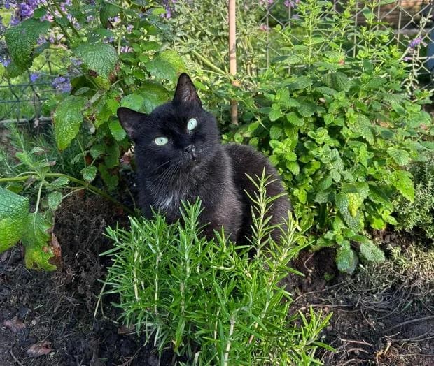 Grace, female European Shorthair for adoption at Fondation Brigitte Bardot, Paris