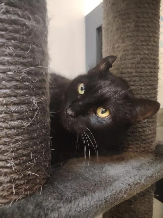 Thais, European Shorthair (Fondation Brigitte Bardot)