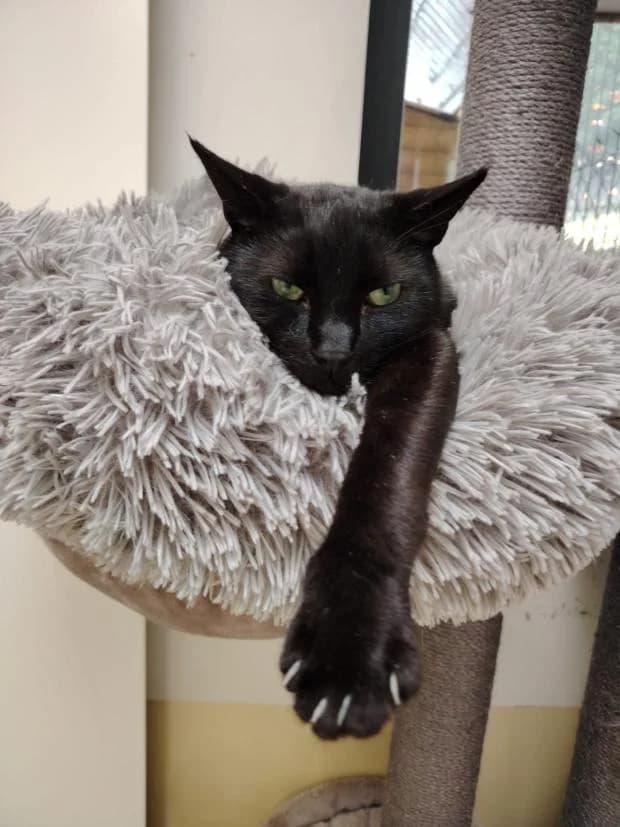 Bounty, European Shorthair (Fondation Brigitte Bardot)