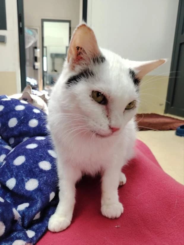Suzie, European Shorthair (Fondation Brigitte Bardot)