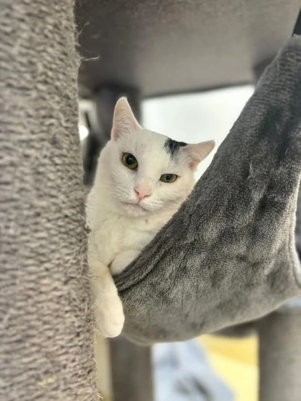 Dounia, European Shorthair (Fondation Brigitte Bardot)