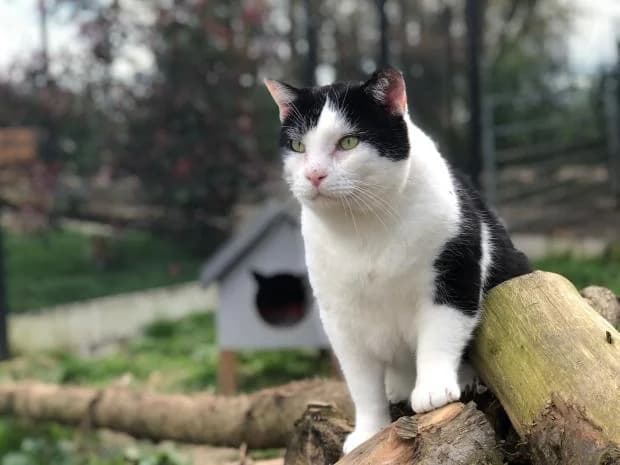 Helios, European Shorthair (Fondation Brigitte Bardot)
