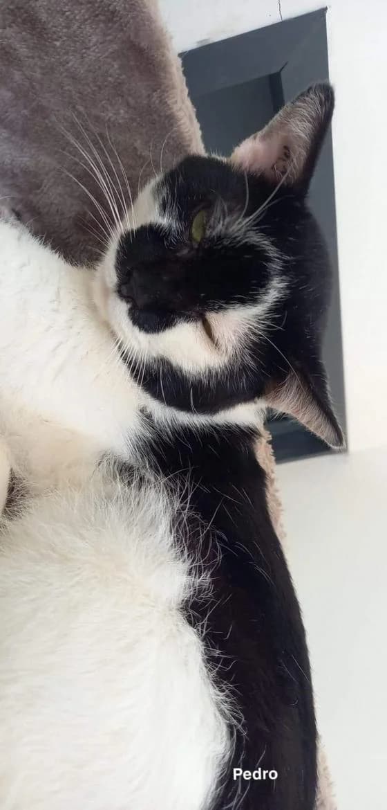 Pedro, Mixed Breed (Fondation Brigitte Bardot)