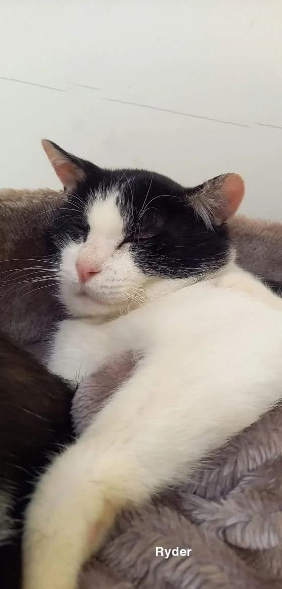 Ryder, European Shorthair (Fondation Brigitte Bardot)