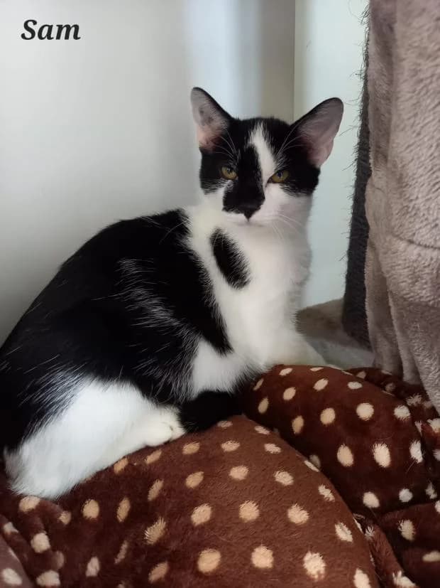 Sam, male European Shorthair for adoption at Fondation Brigitte Bardot, Paris