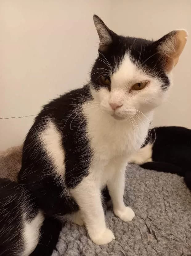 Giny, female European Shorthair for adoption at Fondation Brigitte Bardot, Paris