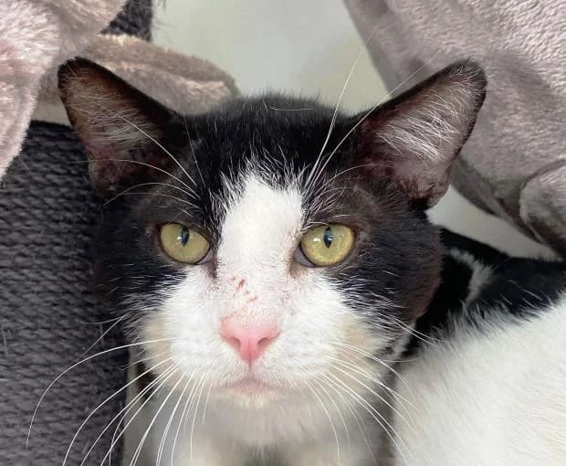 Popaye, European Shorthair (Fondation Brigitte Bardot)