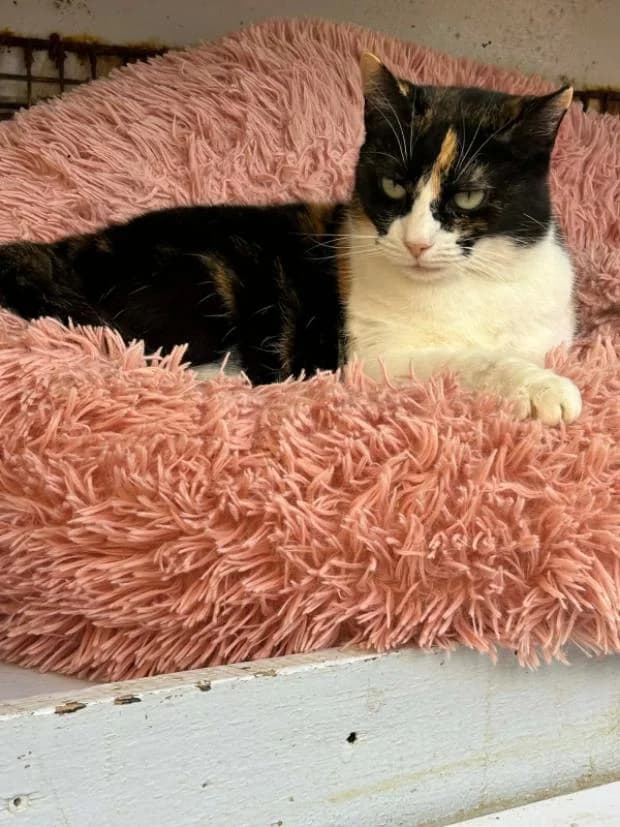 Daenerys, Mixed Breed (Fondation Brigitte Bardot)