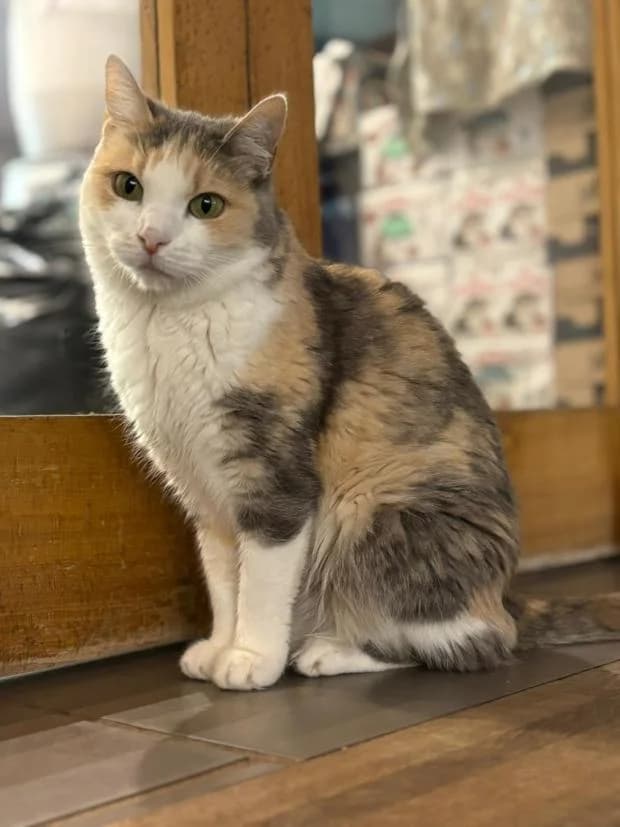 Rosemay Dite Rosy, European Shorthair (Fondation Brigitte Bardot)