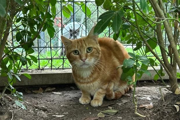 Avocat, European Shorthair (Fondation Brigitte Bardot)