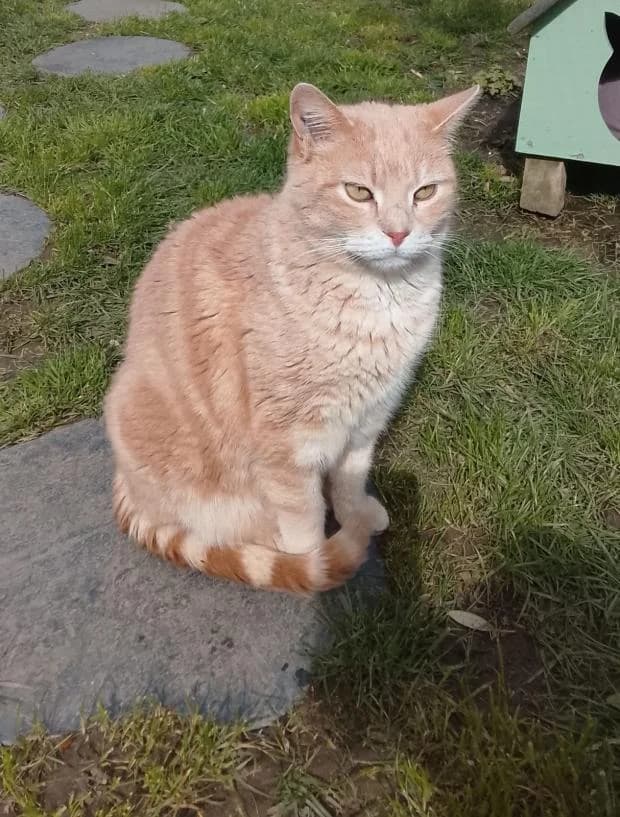 Chataigne, European Shorthair (Fondation Brigitte Bardot)