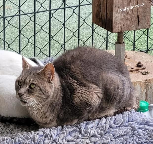 Noix De Coco, European Shorthair (Fondation Brigitte Bardot)