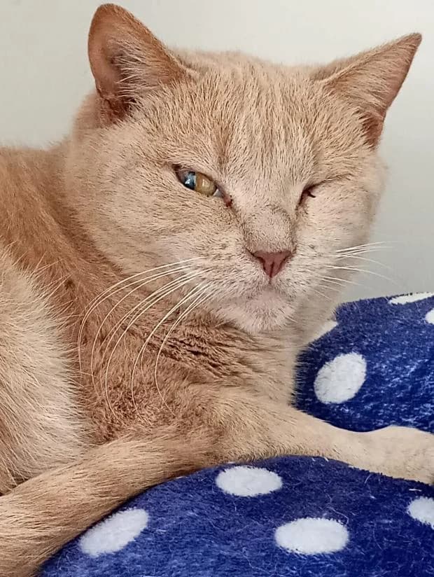 Mirabelle, female Mixed Breed for adoption at Fondation Brigitte Bardot, Paris