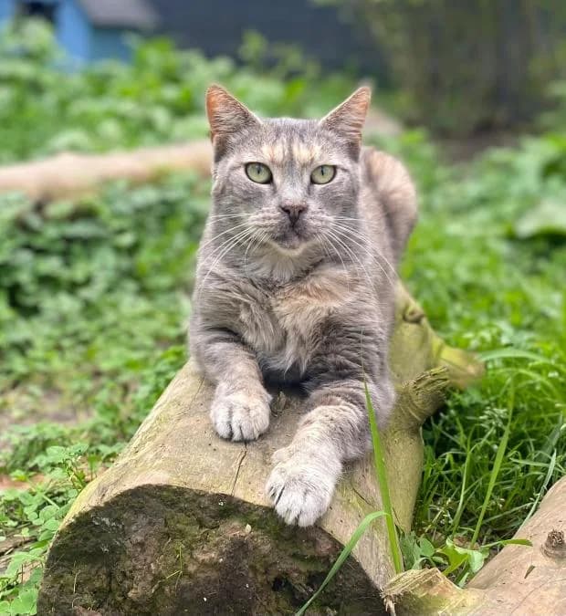 Framboise, European Shorthair (Fondation Brigitte Bardot)
