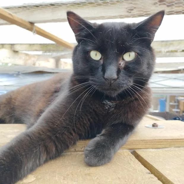 Hiver, European Shorthair (Fondation Brigitte Bardot)