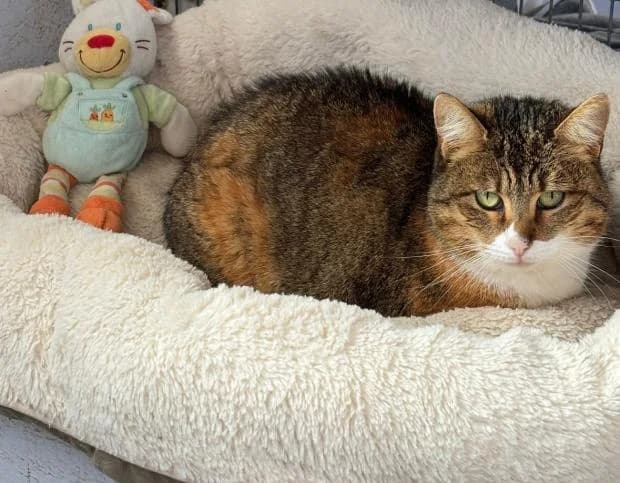 Savane, Mixed Breed (Fondation Brigitte Bardot)