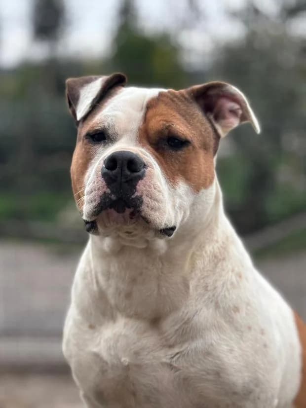 Dior, female Mixed Breed for adoption at Fondation Brigitte Bardot, Paris