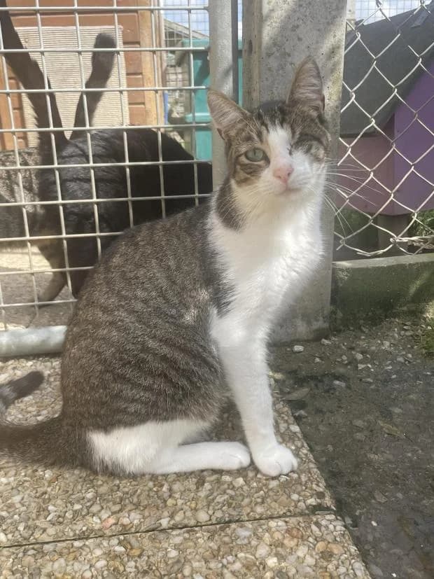 Oggy, European Shorthair (Fondation Brigitte Bardot)