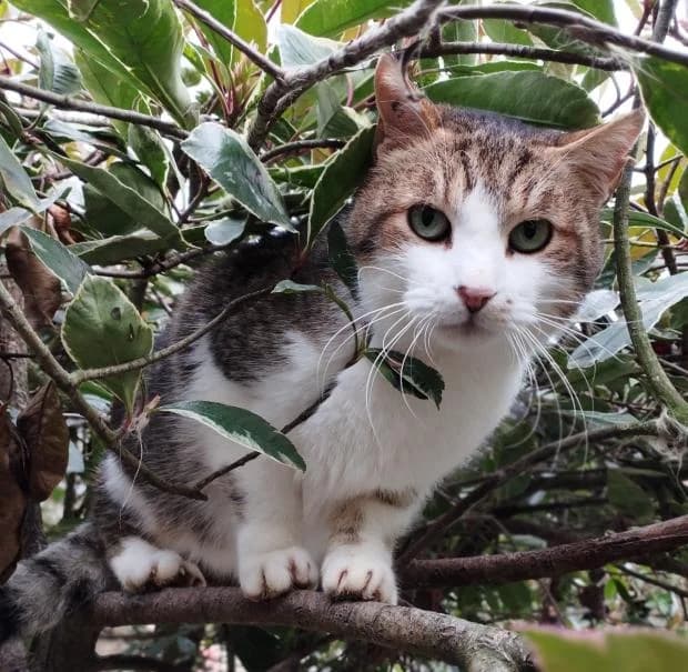 Dewey, European Shorthair (Fondation Brigitte Bardot)