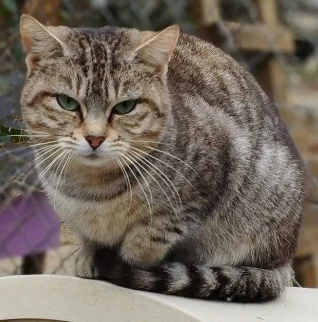 Praline, female European Shorthair for adoption at Fondation Brigitte Bardot, Paris