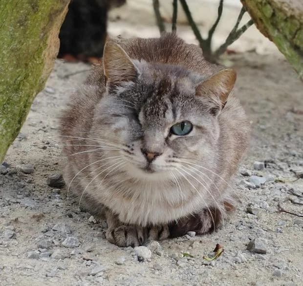 Gribouille, European Shorthair (Fondation Brigitte Bardot)