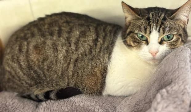 Filoutte, European Shorthair (Fondation Brigitte Bardot)