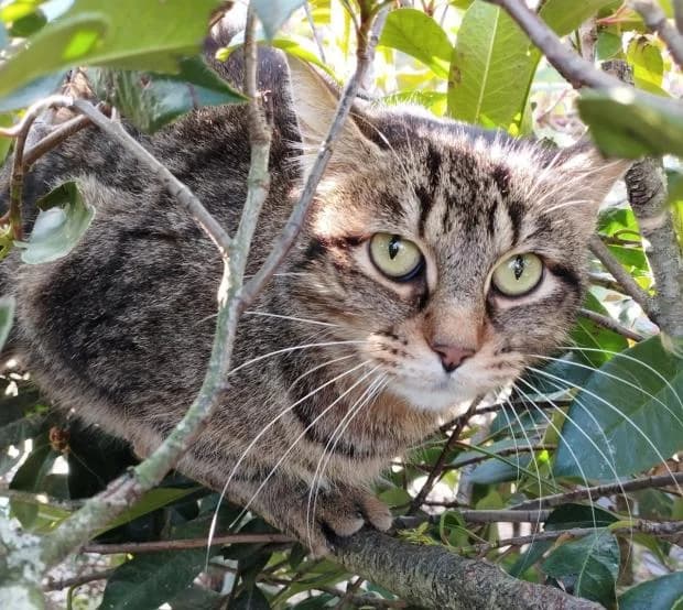 Texas, European Shorthair (Fondation Brigitte Bardot)