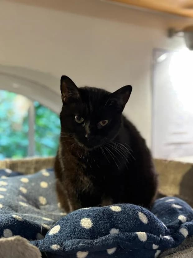 Tora, European Shorthair (Fondation Brigitte Bardot)